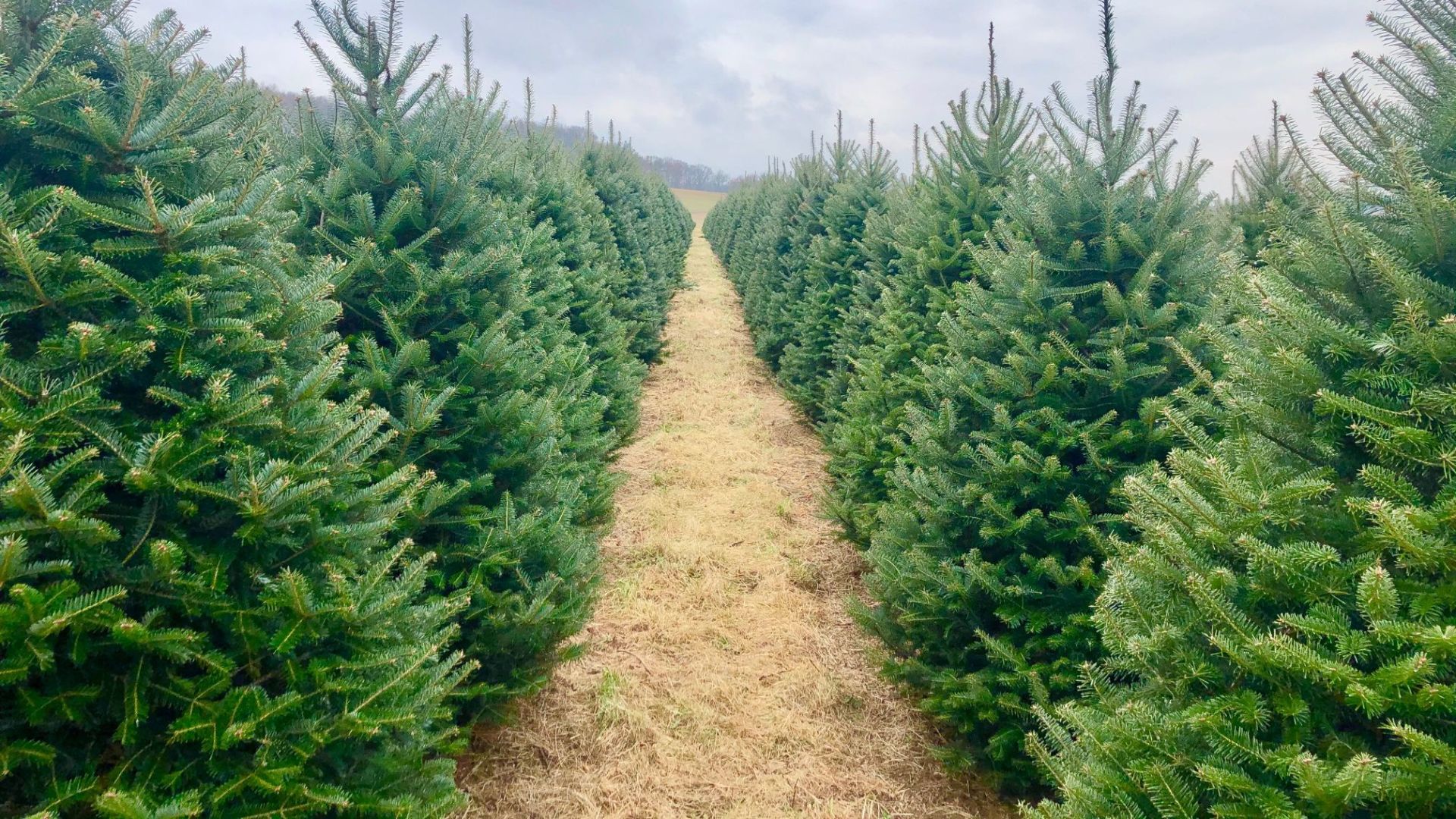 12-4-19 Beck Tree Farms 2.jpg